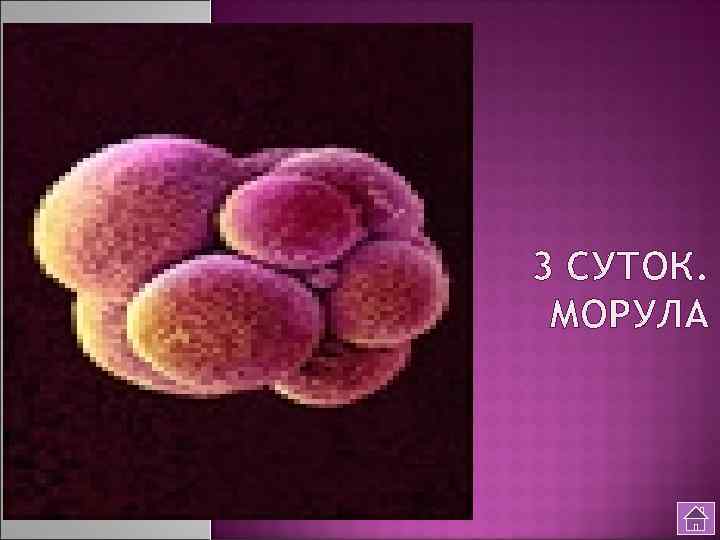 3 СУТОК. МОРУЛА 