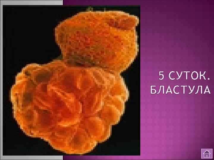 5 СУТОК. БЛАСТУЛА 