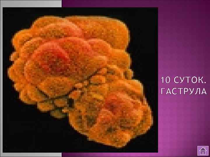 10 СУТОК. ГАСТРУЛА 