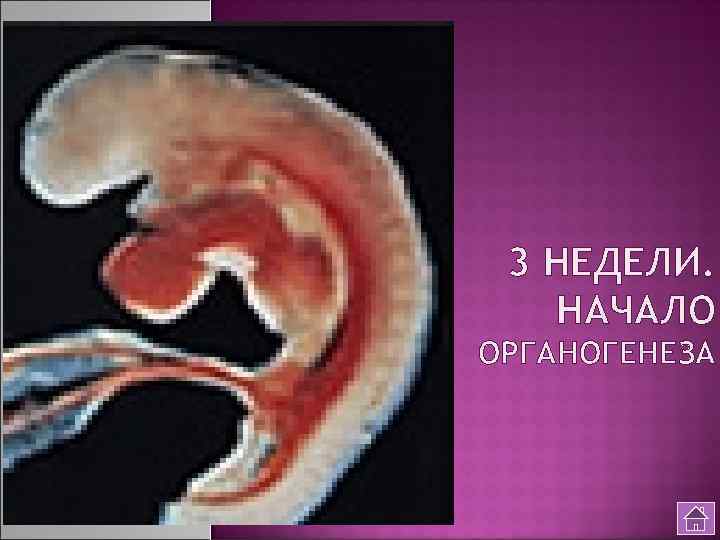 3 НЕДЕЛИ. НАЧАЛО ОРГАНОГЕНЕЗА 