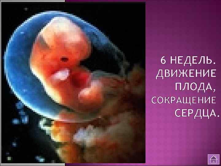 6 НЕДЕЛЬ. ДВИЖЕНИЕ ПЛОДА, СОКРАЩЕНИЕ СЕРДЦА. 
