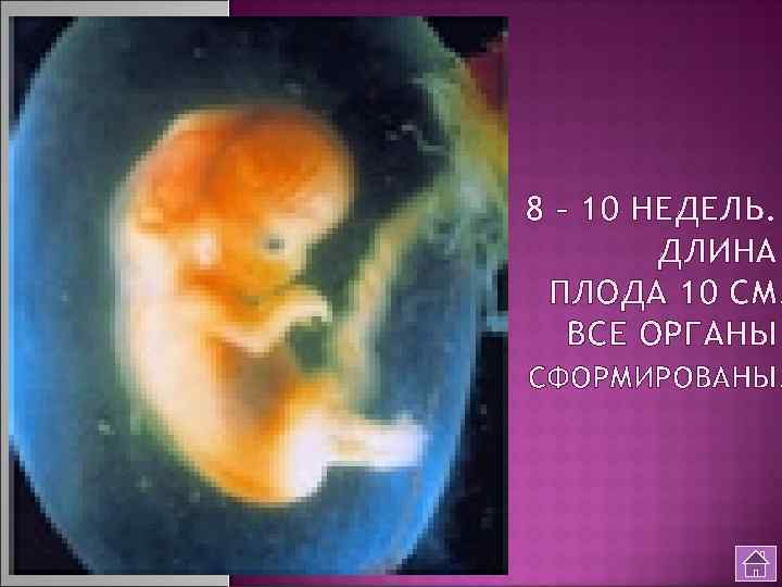 8 – 10 НЕДЕЛЬ. ДЛИНА ПЛОДА 10 СМ. ВСЕ ОРГАНЫ СФОРМИРОВАНЫ. 