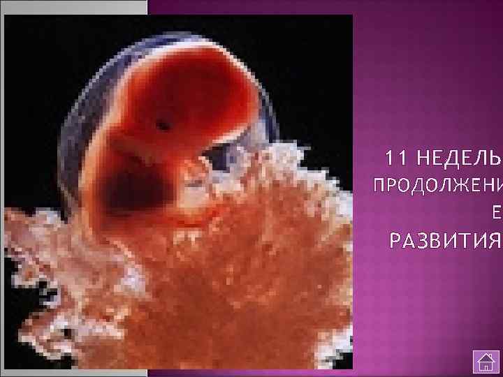 11 НЕДЕЛЬ. ПРОДОЛЖЕНИ Е РАЗВИТИЯ. 