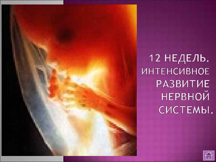 12 НЕДЕЛЬ. ИНТЕНСИВНОЕ РАЗВИТИЕ НЕРВНОЙ СИСТЕМЫ. 