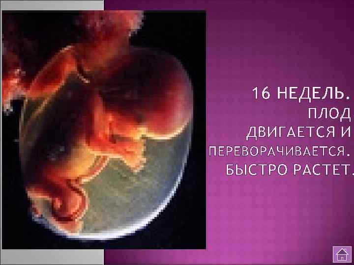 16 НЕДЕЛЬ. ПЛОД ДВИГАЕТСЯ И ПЕРЕВОРАЧИВАЕТСЯ. БЫСТРО РАСТЕТ. 