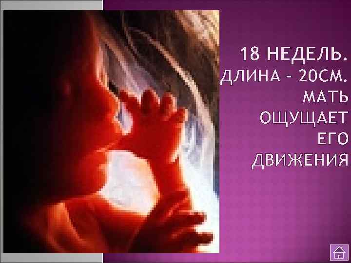 18 НЕДЕЛЬ. ДЛИНА – 20 СМ. МАТЬ ОЩУЩАЕТ ЕГО ДВИЖЕНИЯ. 