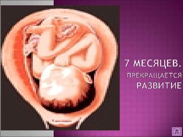 7 МЕСЯЦЕВ. ПРЕКРАЩАЕТСЯ РАЗВИТИЕ. 