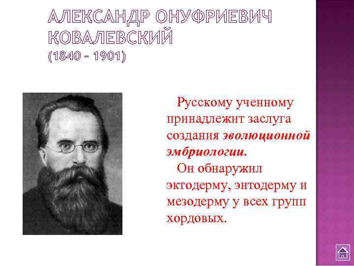 АЛЕКСАНДР ОНУФРИЕВИЧ КОВАЛЕВСКИЙ (1840 – 1901) Русскому ученному принадлежит заслуга создания эволюционной эмбриологии. Он