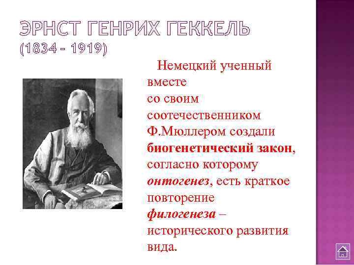 ЭРНСТ ГЕНРИХ ГЕККЕЛЬ (1834 – 1919) Немецкий ученный вместе со своим соотечественником Ф. Мюллером