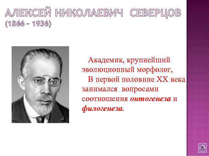 АЛЕКСЕЙ НИКОЛАЕВИЧ СЕВЕРЦОВ (1866 – 1936) Академик, крупнейший эволюционный морфолог, В первой половине XX