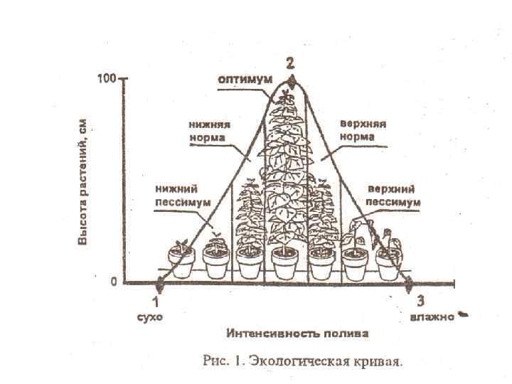 Закон оптимума рисунок