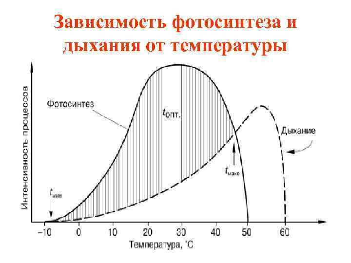Зависимость фотосинтеза и дыхания от температуры 