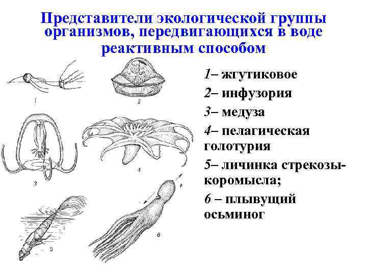 Представители экологической группы организмов, передвигающихся в воде реактивным способом • • 1– жгутиковое 2–