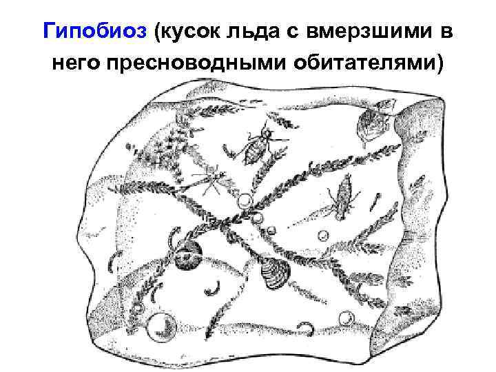 Гипобиоз (кусок льда с вмерзшими в него пресноводными обитателями) 