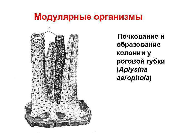 Модулярные организмы Почкование и образование колонии у роговой губки (Aplysina aerophola) 