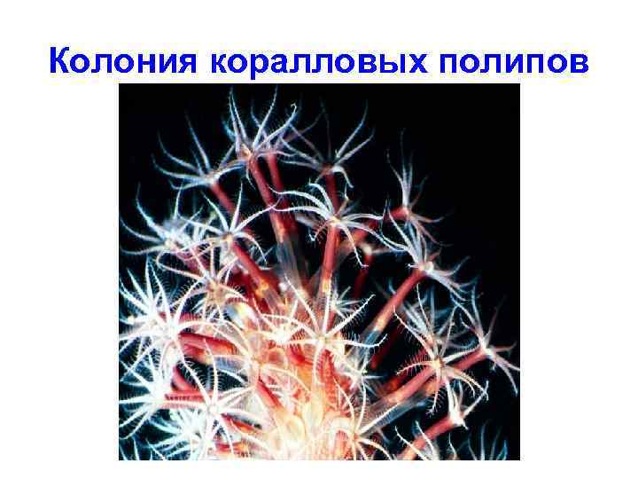 Колония коралловых полипов 