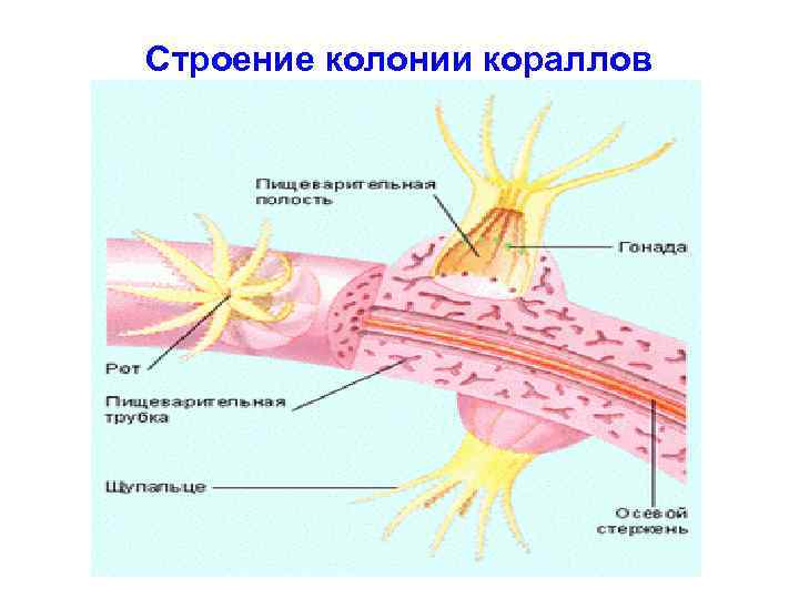 Строение колонии кораллов 