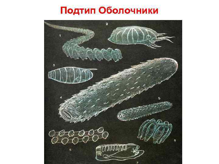 Подтип Оболочники 