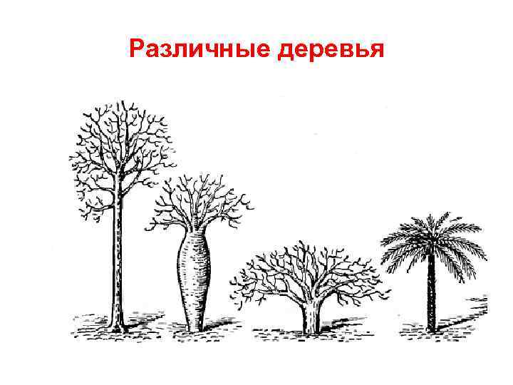 Различные деревья 