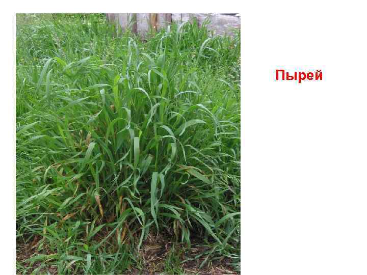 Пырей 
