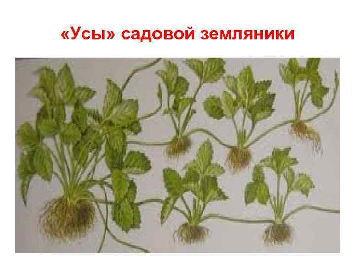  «Усы» садовой земляники 