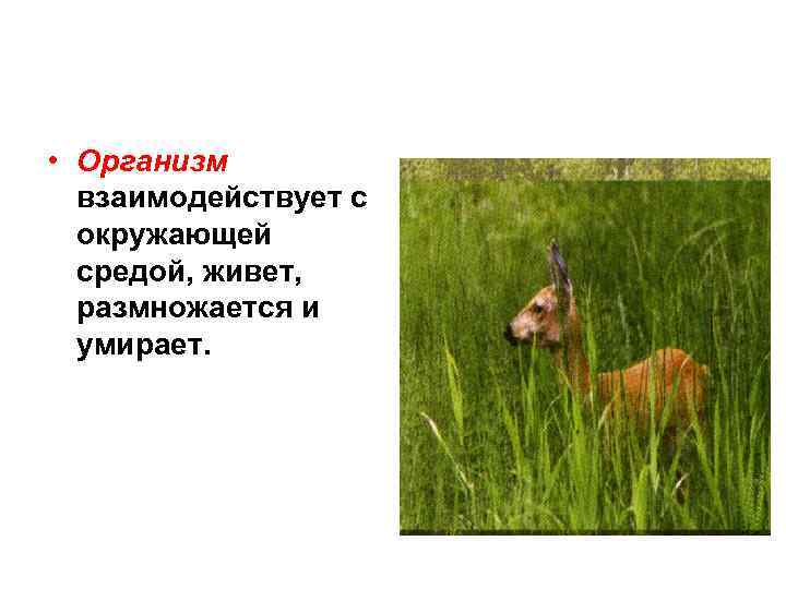  • Организм взаимодействует с окружающей средой, живет, размножается и умирает. 