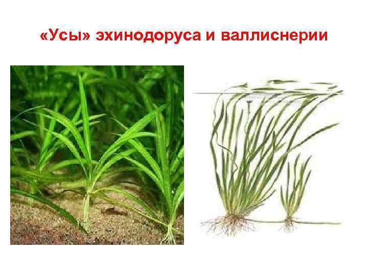  «Усы» эхинодоруса и валлиснерии 