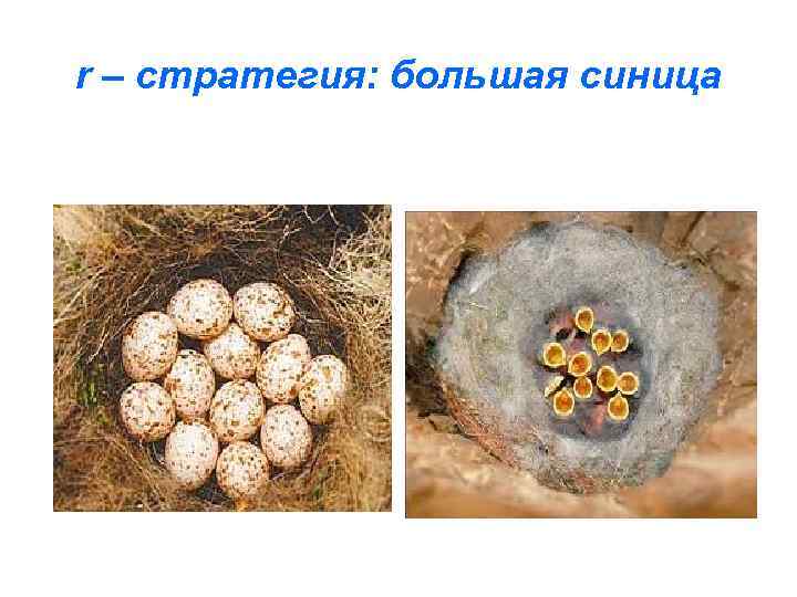 r – стратегия: большая синица 
