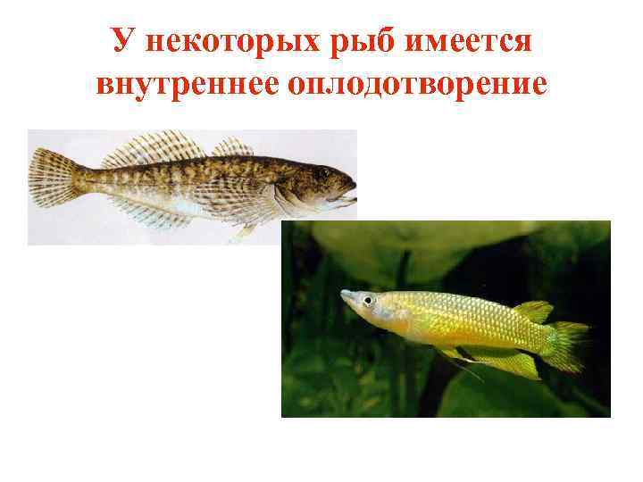 У некоторых рыб имеется внутреннее оплодотворение 