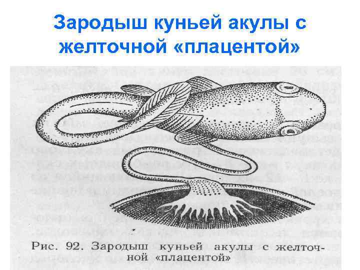 Зародыш куньей акулы с желточной «плацентой» 