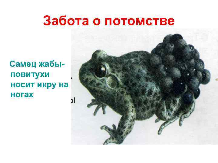 Забота о потомстве Самец жабыповитухи носит икру на ногах 
