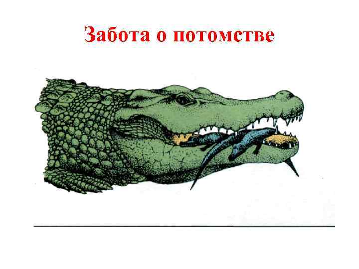 Забота о потомстве 