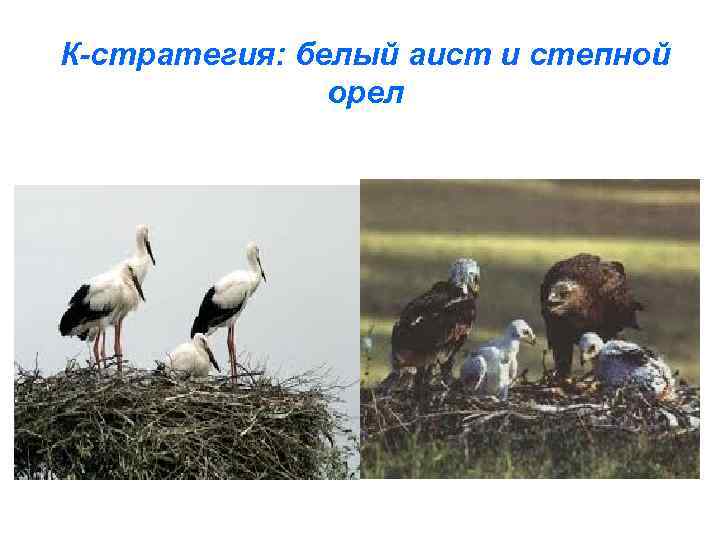 К-стратегия: белый аист и степной орел 