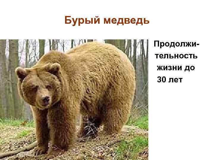Бурый медведь • Продолжи тельность жизни до 30 лет 