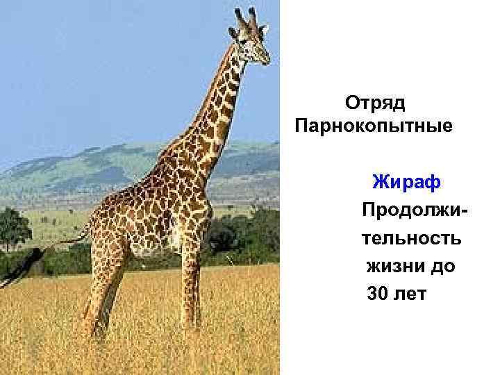  Отряд Парнокопытные Жираф Продолжи тельность жизни до 30 лет 