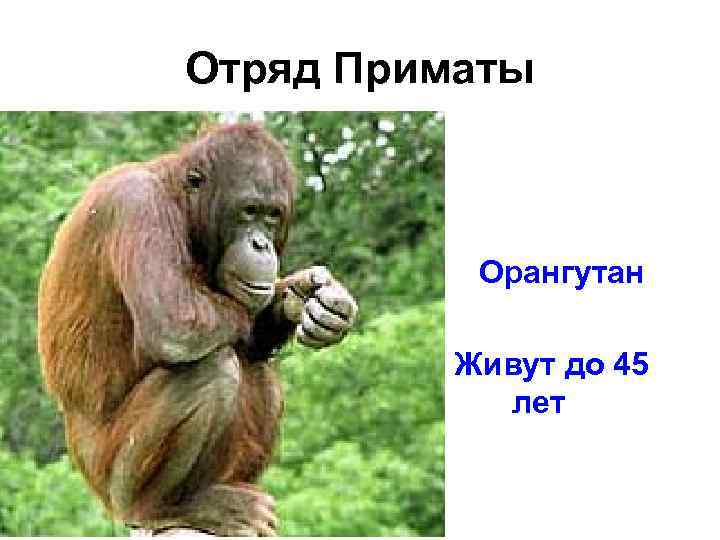 Отряд Приматы • • Орангутан Живут до 45 лет 