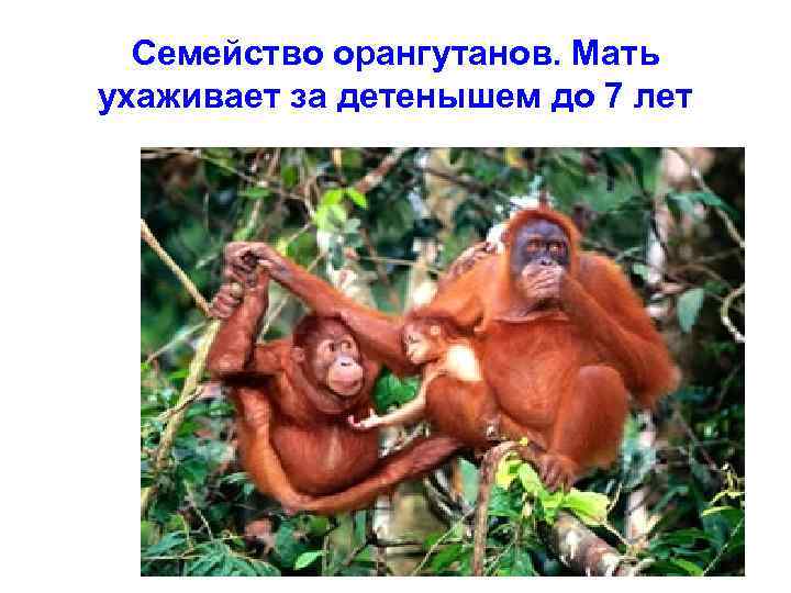 Семейство орангутанов. Мать ухаживает за детенышем до 7 лет 