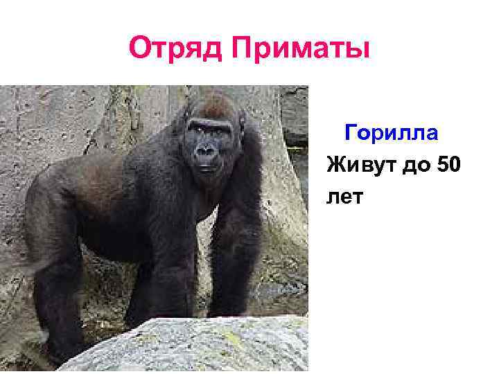 Отряд Приматы • Горилла Живут до 50 лет 