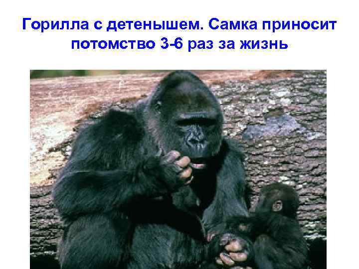 Горилла с детенышем. Самка приносит потомство 3 -6 раз за жизнь 