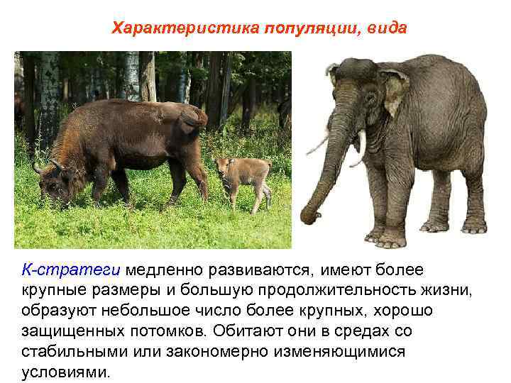 Характеристика популяции, вида К-стратеги медленно развиваются, имеют более крупные размеры и большую продолжительность жизни,