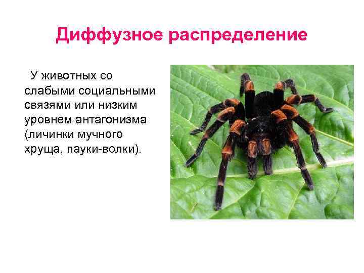 Диффузное распределение У животных со слабыми социальными связями или низким уровнем антагонизма (личинки мучного