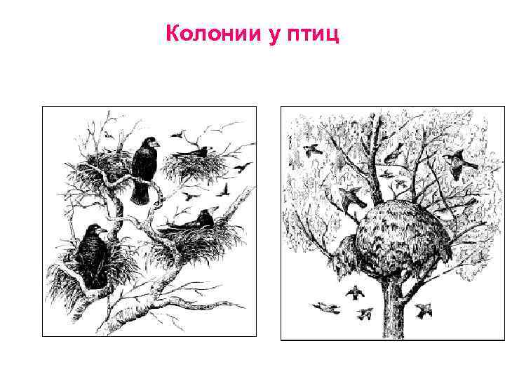 Колонии у птиц 
