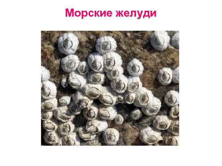 Морские желуди 