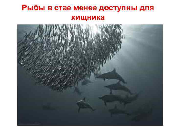 Рыбы в стае менее доступны для хищника 