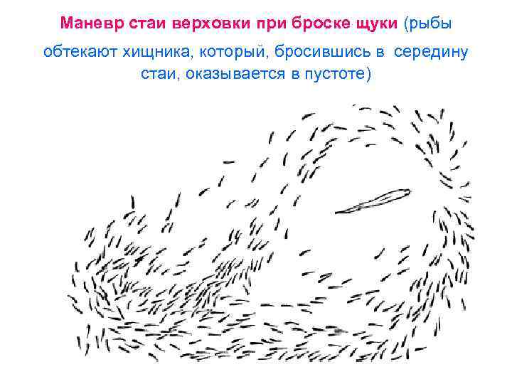 Маневр стаи верховки при броске щуки (рыбы обтекают хищника, который, бросившись в середину стаи,