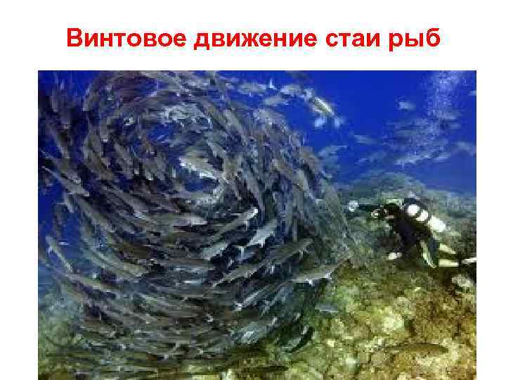 Винтовое движение стаи рыб 