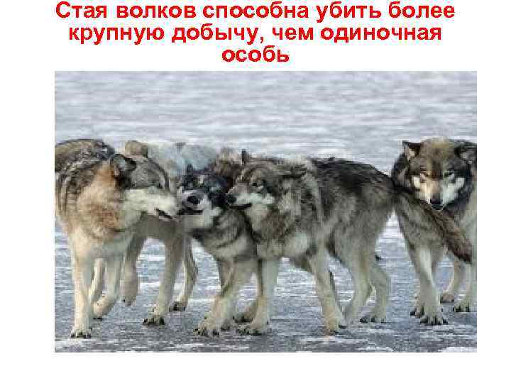 Стая волков способна убить более крупную добычу, чем одиночная особь 