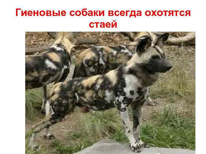 Гиеновые собаки всегда охотятся стаей 