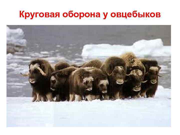 Круговая оборона у овцебыков 