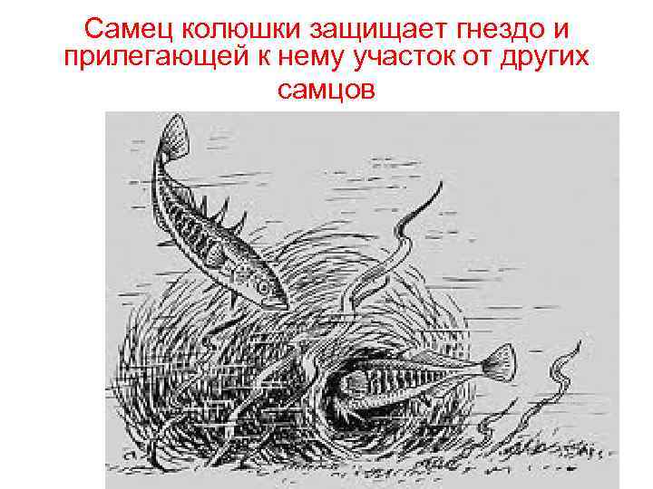 Самец колюшки защищает гнездо и прилегающей к нему участок от других самцов 